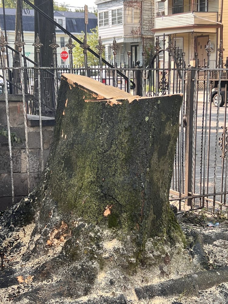 Jack 'N All Trades - tree service in Piscataway, NJ