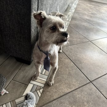 You Dirty Dog - Brody's haircut:) - Pet Groomers Near Me You Dirty Dog - Brody's haircut:) - Pet Groomers Near Me