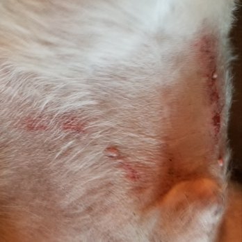 Catts & Doggs Pet grooming - Do NOT take your pets to Catts & Dogs Pet in Downey for grooming! - Pet Groomers Near Me - Downey, California Catts & Doggs Pet grooming - Do NOT take your pets to Catts & Dogs Pet in Downey for grooming! - Pet Groomers Near Me - Downey, California