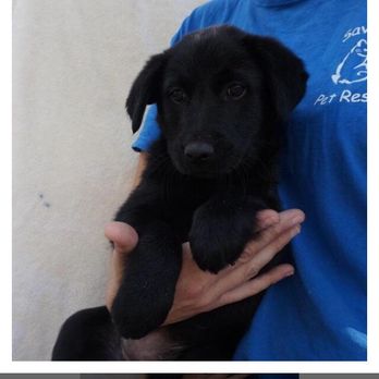 Save A Life Pet Rescue - Animal Shelters Near Me - Oviedo, Florida