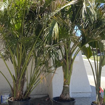 Discovery Island Palms - Best belmoreana I've seen anywhere. - Landscaping Near Me - San Marcos, California Discovery Island Palms - Best belmoreana I've seen anywhere. - Landscaping Near Me - San Marcos, California