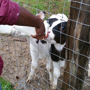 Hickory Nut Gap Farm - Baby cows - Butcher Near Me - Fairview, North Carolina Hickory Nut Gap Farm - Baby cows - Butcher Near Me - Fairview, North Carolina