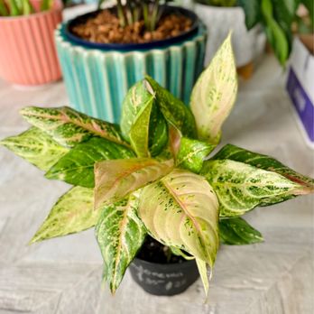 Do It Yourself Lawn and Pest - New Aglaonema to add to my collection :) - Pest Control Near Me - Oviedo, Florida