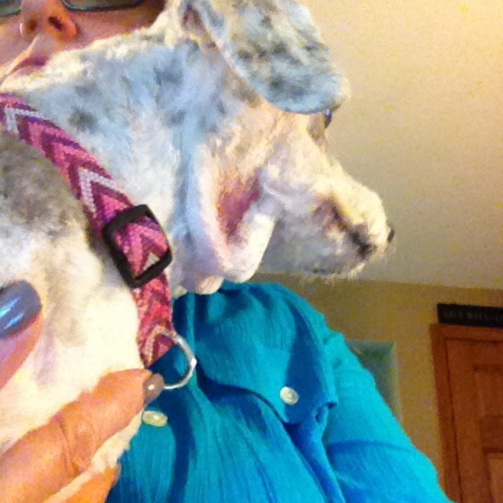We DO It All Pet Grooming - Razored my elderly dog down to her skin. The area is very irritated and she is in pain. So disappointed. - Pet Sitting Near Me - Buffalo, New York We DO It All Pet Grooming - Razored my elderly dog down to her skin. The area is very irritated and she is in pain. So disappointed. - Pet Sitting Near Me - Buffalo, New York