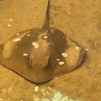 Biomes - Stingray without the sting - Aquariums Near Me - North Kingstown, Rhode Island