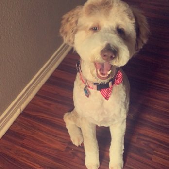 Happy Dog Grooming - Pet Groomers Near Me - Farmers Branch, Texas