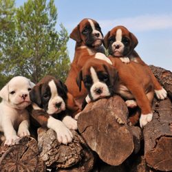 Bern Boxer Puppies Farm - Healthy and friendly companion boxer puppies for you and your family.