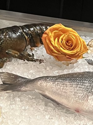 The Lonely Oyster by null