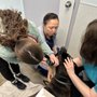 Countryside Animal Clinic