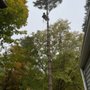 Photo of Clark Tree Service