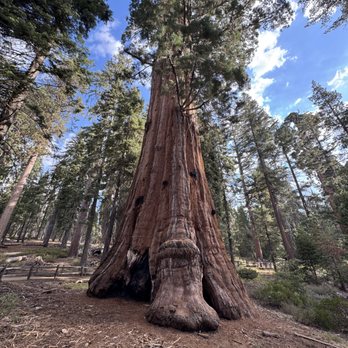 Grant Grove - Hiking Near Me - Badger, California Grant Grove - Hiking Near Me - Badger, California