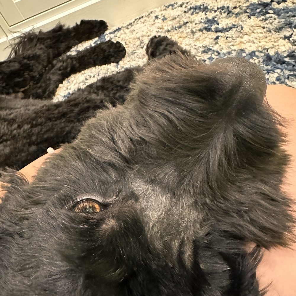 Petco - Pet Stores Near Me - Dublin, California