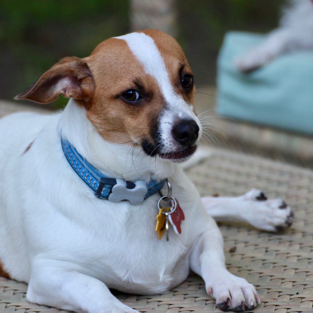 BluePearl Pet Hospital - This is Able hiding a hickory nut in his mouth... He is always into something. - Veterinarians Near Me - Mt. Pleasant, South Carolina BluePearl Pet Hospital - This is Able hiding a hickory nut in his mouth... He is always into something. - Veterinarians Near Me - Mt. Pleasant, South Carolina