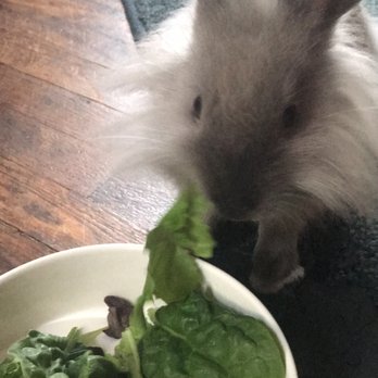 All About Rabbit Rescue - Handsome Ghost (when he was a few 4mths old) - Pet Adoption Near Me