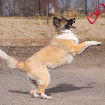 Draper City Dog Park - Dog Parks Near Me - Draper, Utah