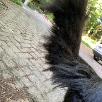 Bubbles N Bows - Uneven tail - Pet Groomers Near Me - Dayton, Ohio