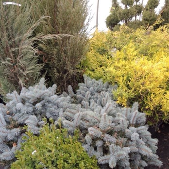 Broccolo - Trees and plants to spruce up any home - Nurseries & Gardening Near Me - Fairport, New York
