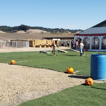 Pronzini Christmas Tree Farms - Pumpkin Patches Near Me - Petaluma, California