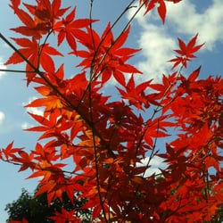 Jardin de la Belle Allemande - Magnifique érable rouge sang !!