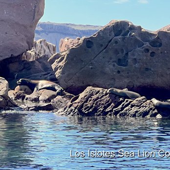 The Cortez Club - Los Islotes sea lion colony - Active Life Near Me - La Paz, BCS The Cortez Club - Los Islotes sea lion colony - Active Life Near Me - La Paz, BCS