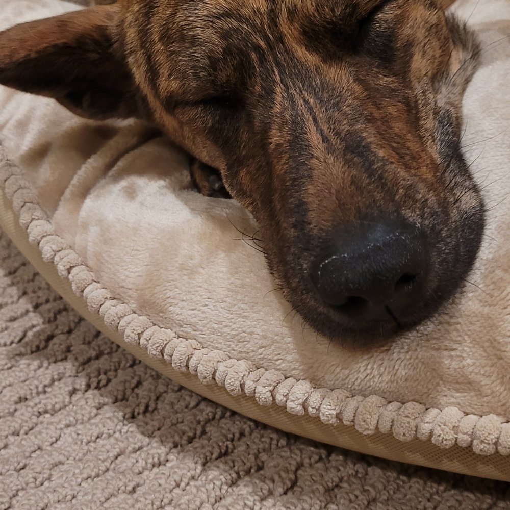 A Better Chance Rescue - Pet Adoption Near Me
