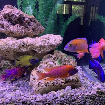 Atlanta Fish Guy - Our fish tank by Joel, The Atlanta Fish Guy - Aquarium Services Near Me Atlanta Fish Guy - Our fish tank by Joel, The Atlanta Fish Guy - Aquarium Services Near Me