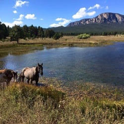 Vision Quest Western Horseback Rides & Lessons - Grazing equals happy horses.