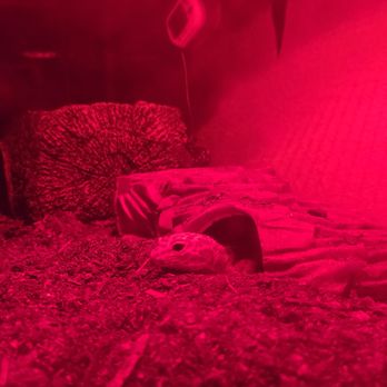 Kendogs Reptiles - This is chris - Reptile Shops Near Me - Whittier, California