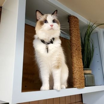 Purradise Cat Care Inc. - Scoping out the place. - Veterinarians Near Me - Honolulu, Hawaii Purradise Cat Care Inc. - Scoping out the place. - Veterinarians Near Me - Honolulu, Hawaii