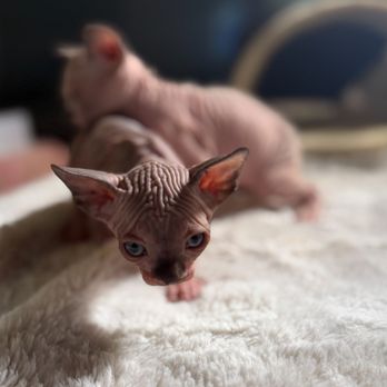 Barenuddles Sphynx - Seal Male Sphynx Kitten - Pet Breeders Near Me - San Marcos, California Barenuddles Sphynx - Seal Male Sphynx Kitten - Pet Breeders Near Me - San Marcos, California
