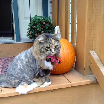 Pristine Pets - Margaux's lion cut. So cute! - Pet Groomers Near Me - Evergreen Park, Illinois