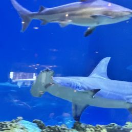 Sharks