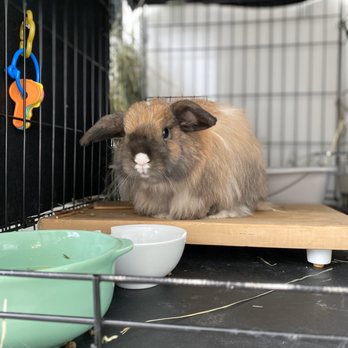 Englewood Cliffs Veterinary - Alert and happy after Dr. Attanasi administered the pain medications for my rabbit! - Veterinarians Near Me - Englewood Cliffs, New Jersey