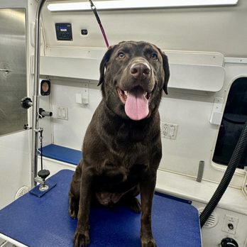 Ray’s Mobile Dog Grooming - Pet Groomers Near Me - Sylmar, California Ray’s Mobile Dog Grooming - Pet Groomers Near Me - Sylmar, California