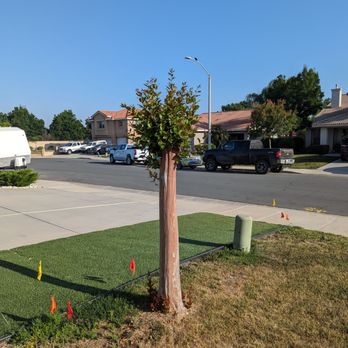 Ezra Tree Service - Tree Services Near Me Ezra Tree Service - Tree Services Near Me