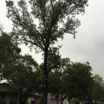 Ortiz Tree Trimming - Tree Services Near Me Ortiz Tree Trimming - Tree Services Near Me