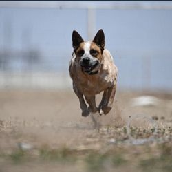 K9CareLBK.