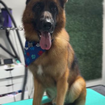 Grooming By Andrea - Pet Groomers Near Me - Davenport, Florida Grooming By Andrea - Pet Groomers Near Me - Davenport, Florida