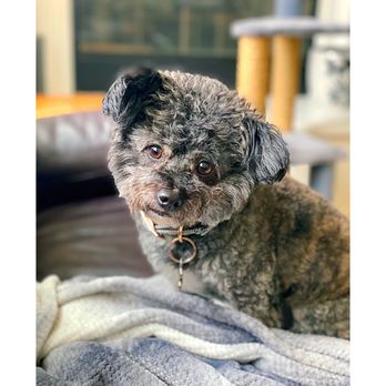 Bark Avenue Pet grooming - They do such a good job! He looks so cute right after his grooming! - Pet Groomers Near Me - Tracy, California