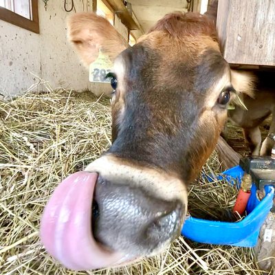 Freedom Hill Farm by null