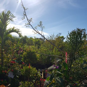 Plants Palms Pottery - Nurseries & Gardening Near Me - Tampa, Florida Plants Palms Pottery - Nurseries & Gardening Near Me - Tampa, Florida