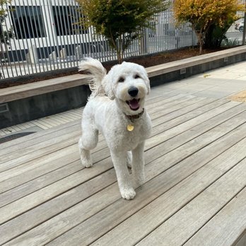 Tefani & So. Dogcare - Pet Sitting Near Me - San Francisco, California Tefani & So. Dogcare - Pet Sitting Near Me - San Francisco, California