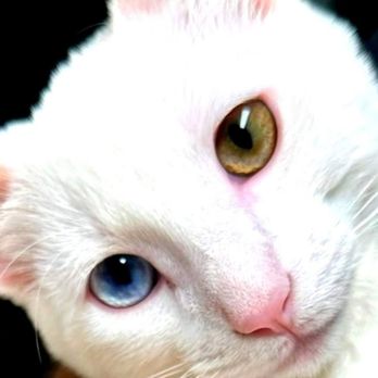 Petco - Stormy @mr.stormy.the.cat - Pet Stores Near Me - Porter Ranch, California Petco - Stormy @mr.stormy.the.cat - Pet Stores Near Me - Porter Ranch, California
