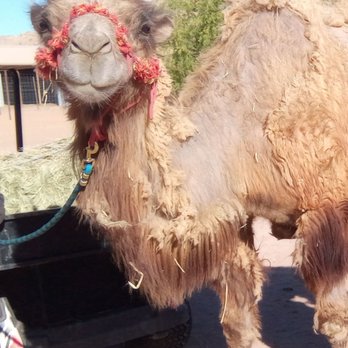 Camel Safari - "Camel Cutie" - Zoos Near Me - Bunkerville, Nevada