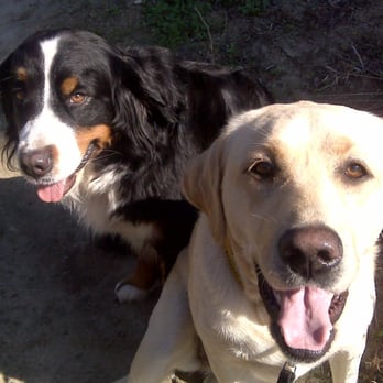 Vanessa's Pet Care - Pet Sitting Near Me - Clayton, California Vanessa's Pet Care - Pet Sitting Near Me - Clayton, California