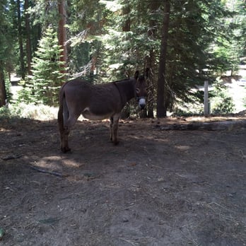 D & F Pack Station - The sweet little donkey hanging around the ranch for kids to pet - Tours Near Me - Lakeshore, California D & F Pack Station - The sweet little donkey hanging around the ranch for kids to pet - Tours Near Me - Lakeshore, California