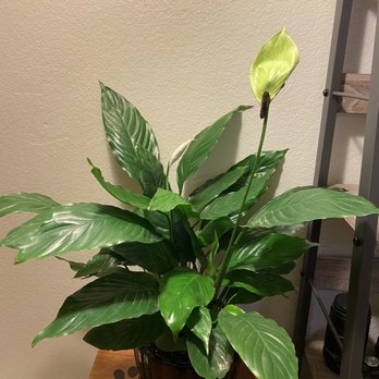 Evergreen Nursery - So happy with my new peace lily!! - Nurseries & Gardening Near Me - Garden Grove, California