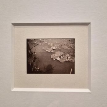 de Young Museum - Photo of water lilys taken by Monet - Art Museums Near Me - San Francisco, California