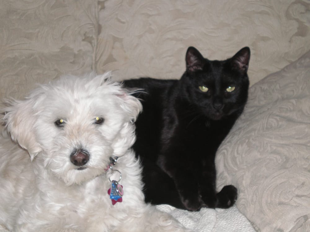 Karen's Korner - pet boarding facility in Chicago, IL