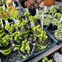 Photo of SummerWinds Nursery - Dublin